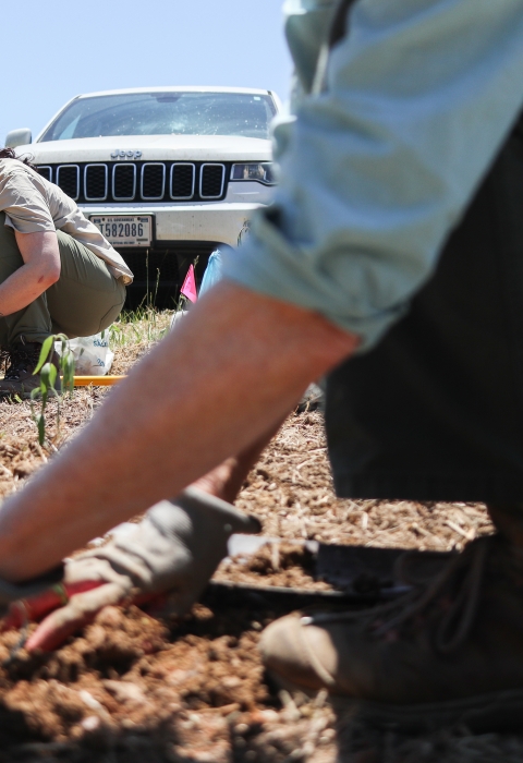 Two people kneeling in a plowed field, planting small plants
