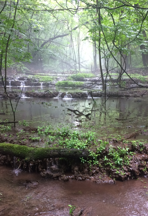  A wide stream flowing through a lush green forest.