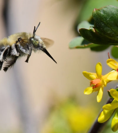 A digger bee approaches golden currant flowers