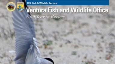 Magazine with California least tern (white bird) on cover
