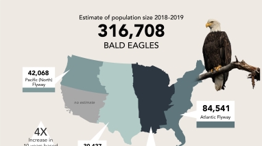 Bald eagle map