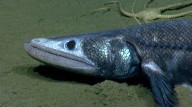 A bathysaurus. A long dark eyed fish at the bottom of the ocean bed. It has a pointed snoot and sharp teeth. 
