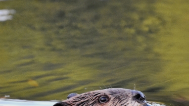 a beaver swimming