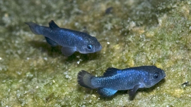 Two small blue fish in water 