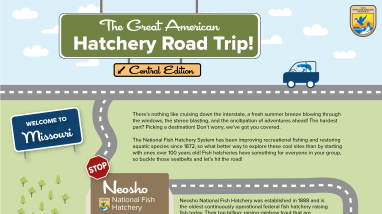 Image contains a graphic of a cartoon-like map. A fish drives a car on a road that winds down the page, stopping at various sites in the hatchery.