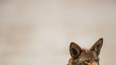 a red wolf standing on a dirt road