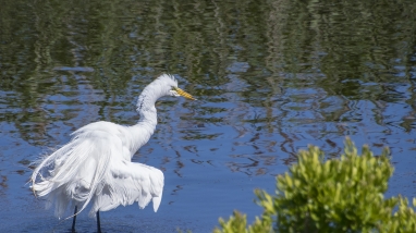 Image of egret in salt marsh