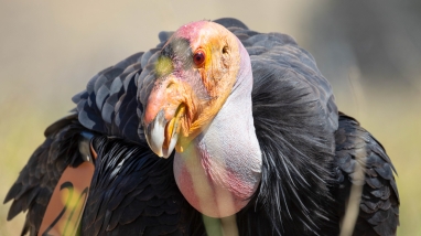 Close-up of a California condor with black feathers and and an orange head.