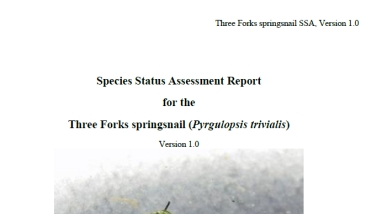 Species Status Assessment Report for the Three Forks Springsnail screenshot of the front page. It contains a picture of two conical-shaped, green striped shells.