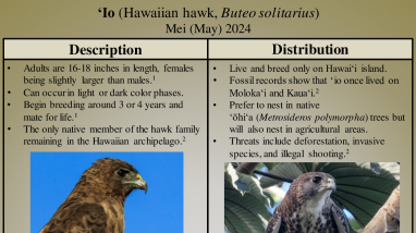 ʻIo (Hawaiian Hawk)