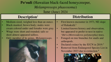 Poʻouli (Hawaiian black-faced honeycreeper)