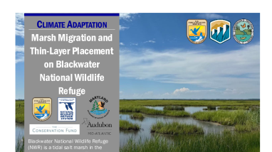 Marsh Migration Case Study Handout
