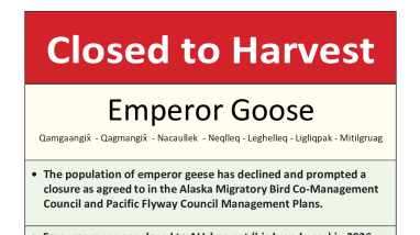 Emperor Goose Outreach Flier for 2026