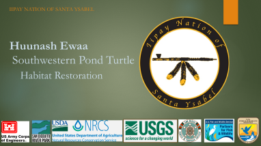 2026 Spring Tribal Coordination Meeting - Turtle Presentation