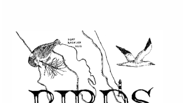 Birds of the Outer Banks