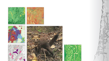 Executive Report: A LANDSCAPE CONNECTIVITY ANALYSIS FOR THE COASTAL MARTEN (Martes caurina humboldtensis)