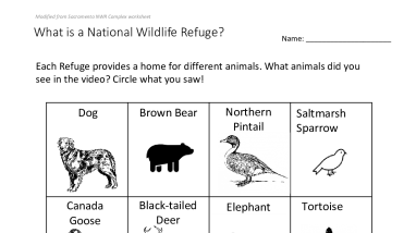 What Is A Refuge Wildlife Worksheet Grade 2