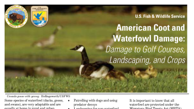 Fact Sheet: Waterfowl Damage