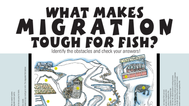 Fish Need to Move! What makes migration tough poster - 8x11