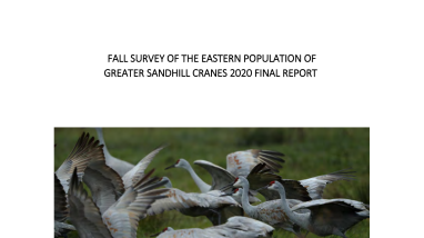 Eastern Population of Greater Sandhill Crane Fall 2020 Survey