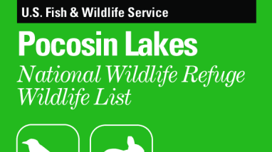 Pocosin Lakes NWR Wildlife List