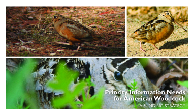 American Woodcock, A Funding Strategy