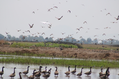 Geese stand in lower foreground while ducks and geese fly overhead at Sacramento National Wildlife Refuge in California
