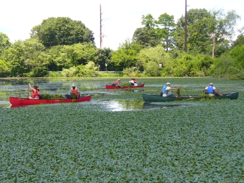 Volunteers hand pull invasive water chestnut from Mill Pond