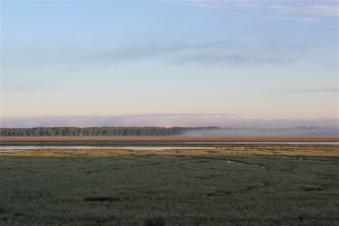 lush green vegetation, open water and fog in the glow of the sunrise