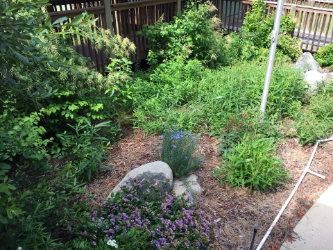 An assortment of wildflowers in a small garden beside an office.