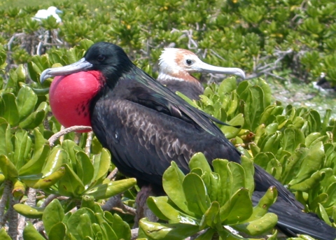 A male great frigatebird looks to the left of the photo. It's red throat pouch is inflated. Behind him is a white frigatebird. Green plants surround them.