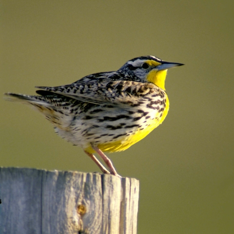 Western Meadowlark