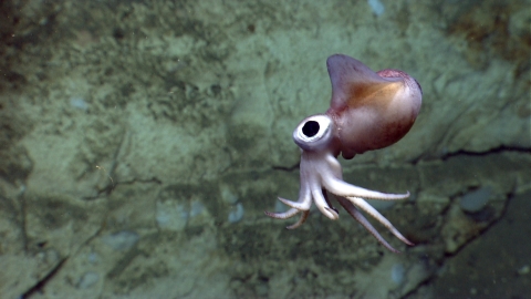 a bobtail squid with large black eyes floats in front of a rock face