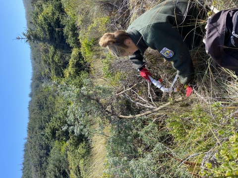 Treating invasives