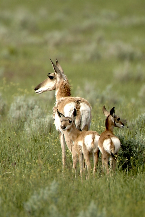 Malheur NWR_Pronghorn_Barbara Wheeler Photography, USFWS Volunteer