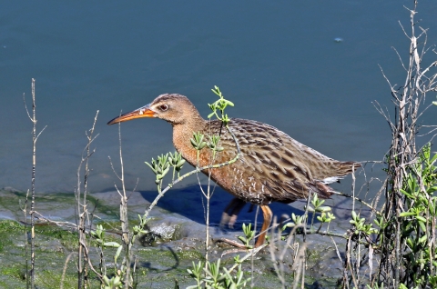 A medium-size brown, gray and black birds standing in shallow blue water with sparse vegetation in the foreground