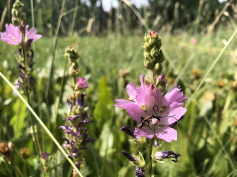 A beetle within the pink flowers of Wenatchee checker-mallow
