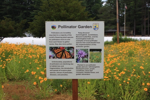 A field of bright orange flowers sits behind a sign titled "Pollinator Garden."