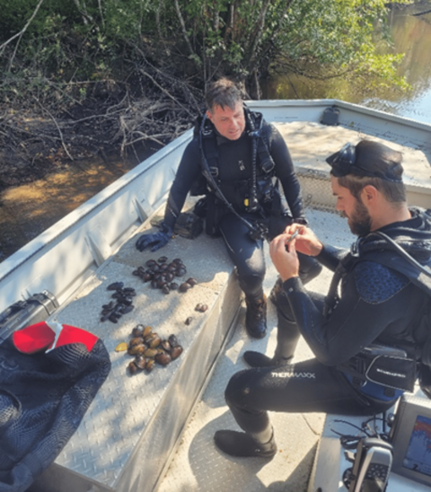 Biologists identifying freshwater mussels in Yellow River, FL.