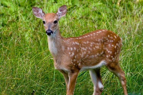 White tailed deer in tall grass