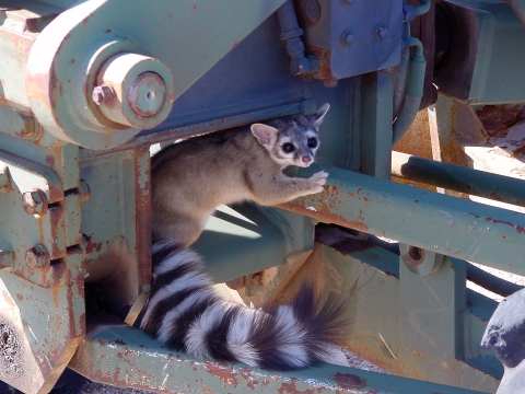 San Andres NWR Ringtail