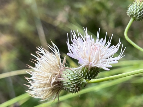 Two white thistle flowers in the foreground with a faded green forest background.
