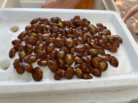 Canoe Creek clubshells before the release