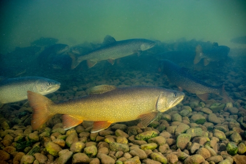 Lake trout