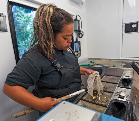 Intern netting juvenile salmon within a National Fish Hatchery tagging trailer