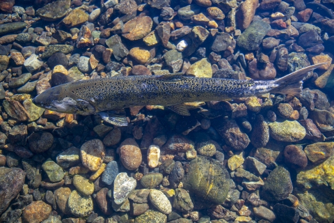 a salmon