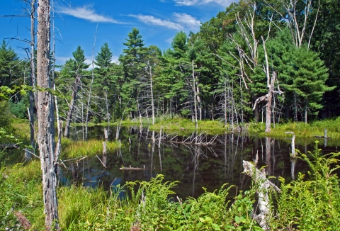 A small pond surrounded by leafy green vegetation, a few standing dead trees and verdant forest