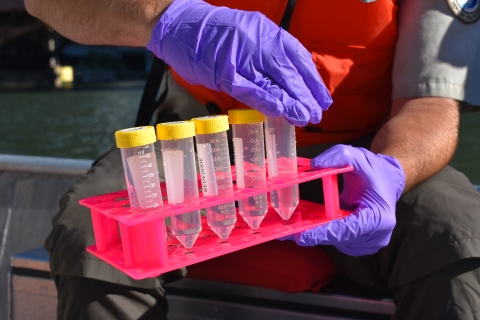 A biologist holds a tray of plastic tubes of water samples in gloved hands.