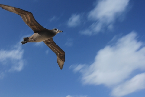 bird flying up above with clouds