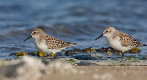 Western Sandpipers (Calidris mauri) at the water line